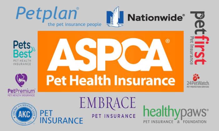 What is the best dog insurance company