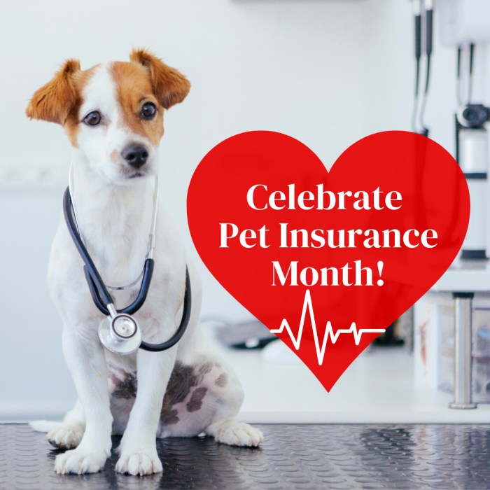 Pet health insurance