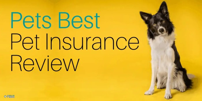 What is the best dog insurance company