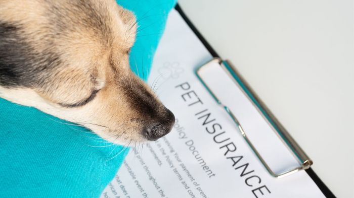 What is the best pet insurance company